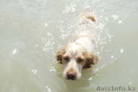 ищу собаку для вязки - Изображение #2, Объявление #313562