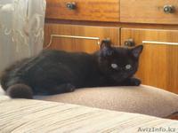 Кошка Британская!!! - Изображение #1, Объявление #318902