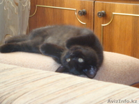 Кошка Британская!!! - Изображение #2, Объявление #318902