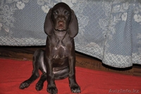 щенки курцхаара от рабочих производителей - Изображение #3, Объявление #271085