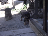 Щенки!Отличные сторожевые собаки - Изображение #2, Объявление #312893