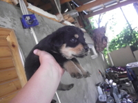 Щенки!Отличные сторожевые собаки - Изображение #3, Объявление #312893