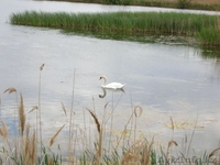 ПРОДАМ ДОМ КИРПИЧНЫЙ В БЕЛГОРОДСКОЙ ОБЛ. - Изображение #4, Объявление #317881