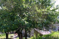 ПРОДАМ ДОМ КИРПИЧНЫЙ В БЕЛГОРОДСКОЙ ОБЛ. - Изображение #3, Объявление #317881