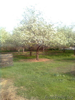 Продам дом в с/з Алатау От Аль-Фараби Розабакиева 1,5 км,от Казах-филь - Изображение #2, Объявление #325530