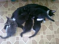 ОТДАМ ХОРОШЕНЬКИХ КОТЯТ! - Изображение #1, Объявление #323383