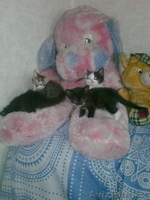 ОТДАМ ХОРОШЕНЬКИХ КОТЯТ! - Изображение #2, Объявление #323383