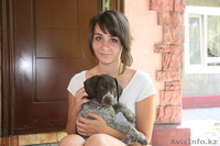 продам щенка курцхаара - Изображение #2, Объявление #334484