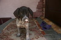 продам щенка курцхаара - Изображение #1, Объявление #334484