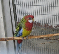 ПЁСТРАЯ РОЗЕЛЛА - Изображение #1, Объявление #315819