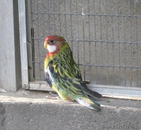 ПЁСТРАЯ РОЗЕЛЛА - Изображение #2, Объявление #315819