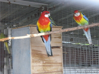 ПЁСТРАЯ РОЗЕЛЛА - Изображение #5, Объявление #315819