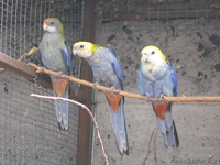 БЛЕДНОГОЛОВАЯ РОЗЕЛЛА - Изображение #1, Объявление #315836