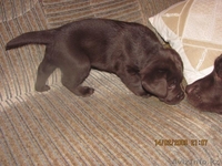 Продаётся щенок лабрадора ретривера  - Изображение #2, Объявление #321171