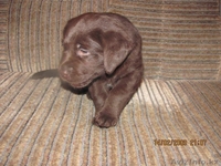 Продаётся щенок лабрадора ретривера  - Изображение #1, Объявление #321171