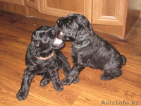 русский чёрный терьер, щенки - Изображение #1, Объявление #326451