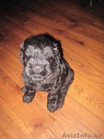  русский чёрный терьер, щенки - Изображение #2, Объявление #326451