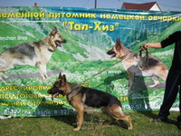 Продам щенков немецокй овчарки! - Изображение #3, Объявление #318006