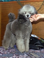 Продам щенков серебристого миниатюрного пуделя - Изображение #1, Объявление #329131