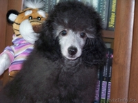 Продам щенков серебристого миниатюрного пуделя - Изображение #5, Объявление #329131