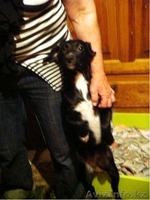 Даром хороший друг! - Изображение #9, Объявление #335532