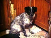 Даром хороший друг! - Изображение #6, Объявление #335532