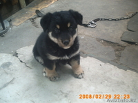 Ищу заботливого хозяина - Изображение #1, Объявление #337727