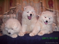 Щенки Самоедской лайки (пушистенький) - Изображение #3, Объявление #338074