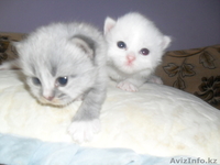 Котята турецкая ангора - Изображение #2, Объявление #336171