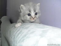 Котята турецкая ангора - Изображение #1, Объявление #336171