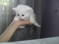 Котята турецкая ангора - Изображение #3, Объявление #336171