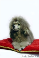 Продам щенков серебристого миниатюрного пуделя - Изображение #2, Объявление #329131