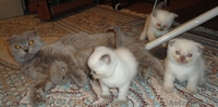 продам очаровательных котят породы Шотландская Вислоухая  и Британца - Изображение #2, Объявление #339644