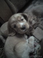 продам щенков английского кокер спаниеля - Изображение #1, Объявление #344489