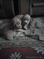 продам щенков английского кокер спаниеля - Изображение #2, Объявление #344489
