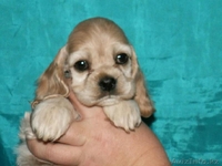 Щенки американского кокер-спаниеля - Изображение #1, Объявление #340544