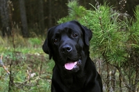 Продам лабрадора-ретривера - Изображение #3, Объявление #365227