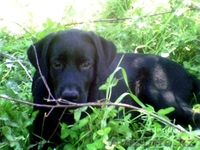 Продам лабрадора-ретривера - Изображение #2, Объявление #365227