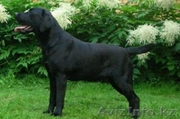 Продам лабрадора-ретривера - Изображение #4, Объявление #365227