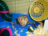 Продам бурундука - Изображение #1, Объявление #351896
