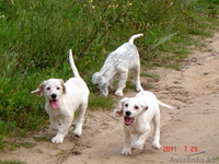 Продаются щенки английского сеттера от рабочиз производителей - Изображение #7, Объявление #334971