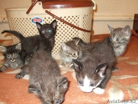 Котята ищут новый дом - Изображение #2, Объявление #358972