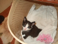 Котята ищут новый дом - Изображение #4, Объявление #358972