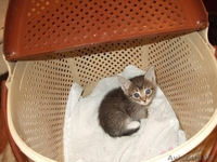 Котята ищут новый дом - Изображение #6, Объявление #358972