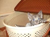 Котята ищут новый дом - Изображение #7, Объявление #358972