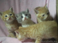 Отдам котят в хорошие руки!! - Изображение #1, Объявление #367135