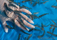 МАССАЖ ПРОФЕССИОНАЛЬНО В АЛМАТЫ - Изображение #3, Объявление #350008