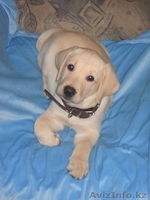 Щенки лабрадора-ретривера - Изображение #2, Объявление #296169