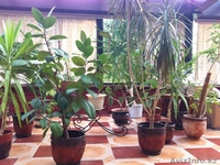 распродажа комнатных растений - Изображение #1, Объявление #357097