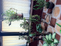 распродажа комнатных растений - Изображение #3, Объявление #357097